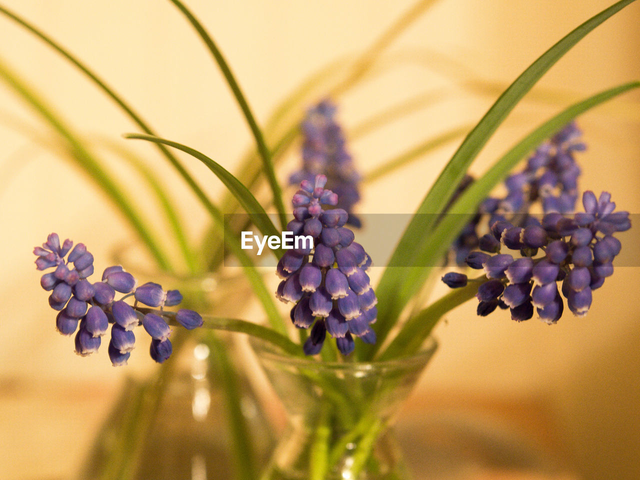 Close-up of fresh purple flowers