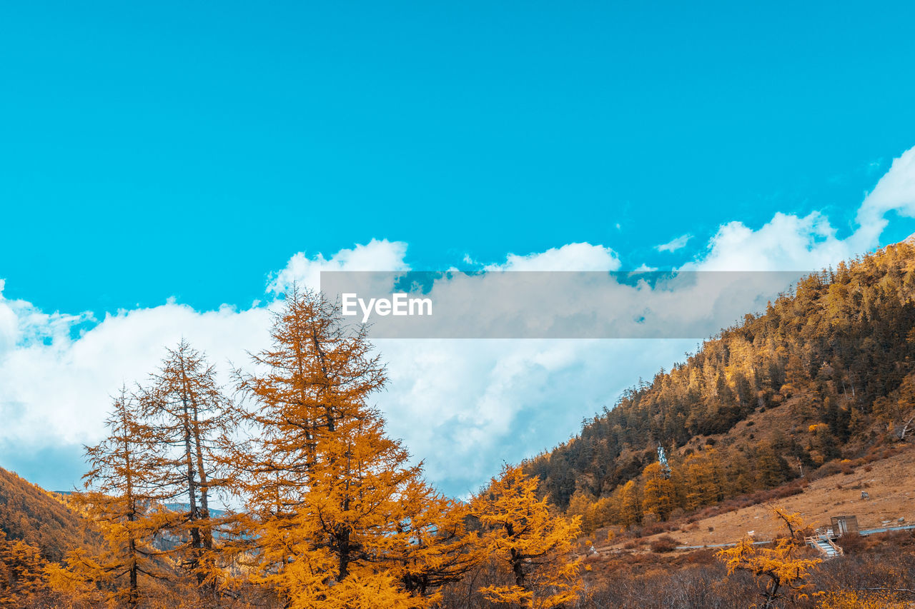 tree, sky, scenics - nature, environment, landscape, beauty in nature, plant, land, mountain, nature, forest, pine tree, autumn, coniferous tree, pinaceae, pine woodland, cloud, blue, tranquil scene, wilderness, non-urban scene, tranquility, no people, mountain range, travel, travel destinations, woodland, outdoors, winter, idyllic, day, snow, cold temperature, remote, copy space, ridge, rock, tourism, sunlight, multi colored, extreme terrain, yellow