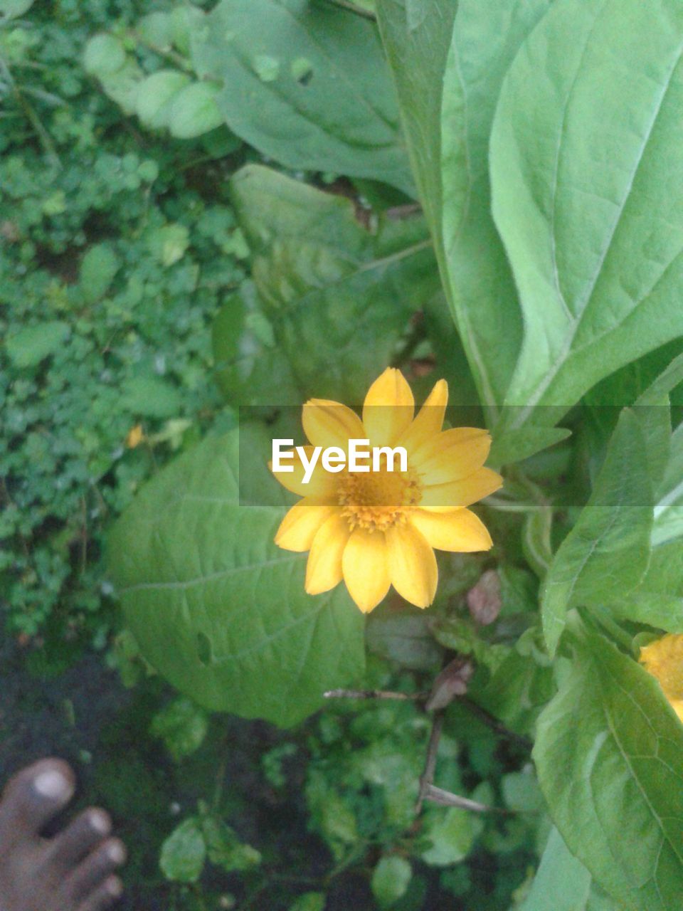 HIGH ANGLE VIEW OF YELLOW FLOWERS