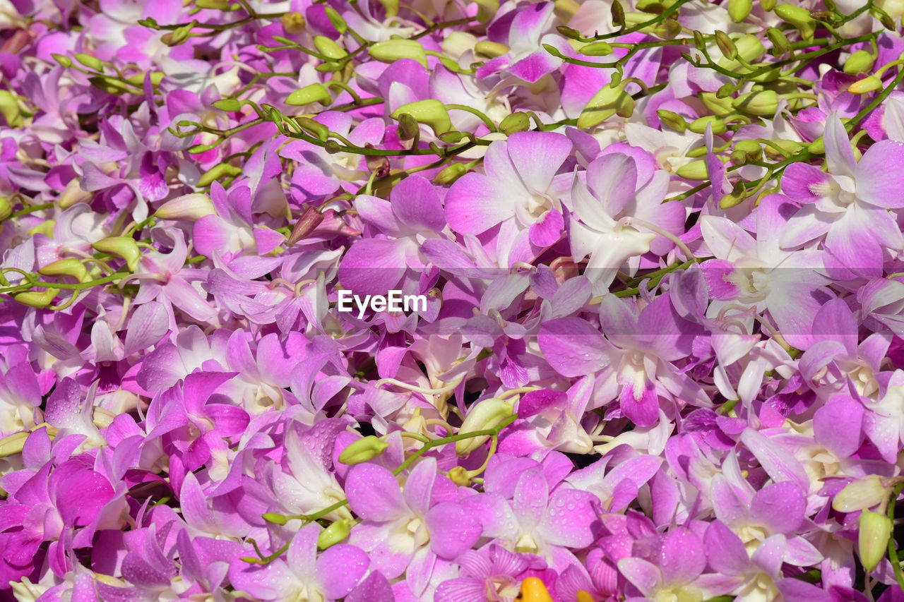 CLOSE-UP OF PURPLE FLOWERING PLANTS