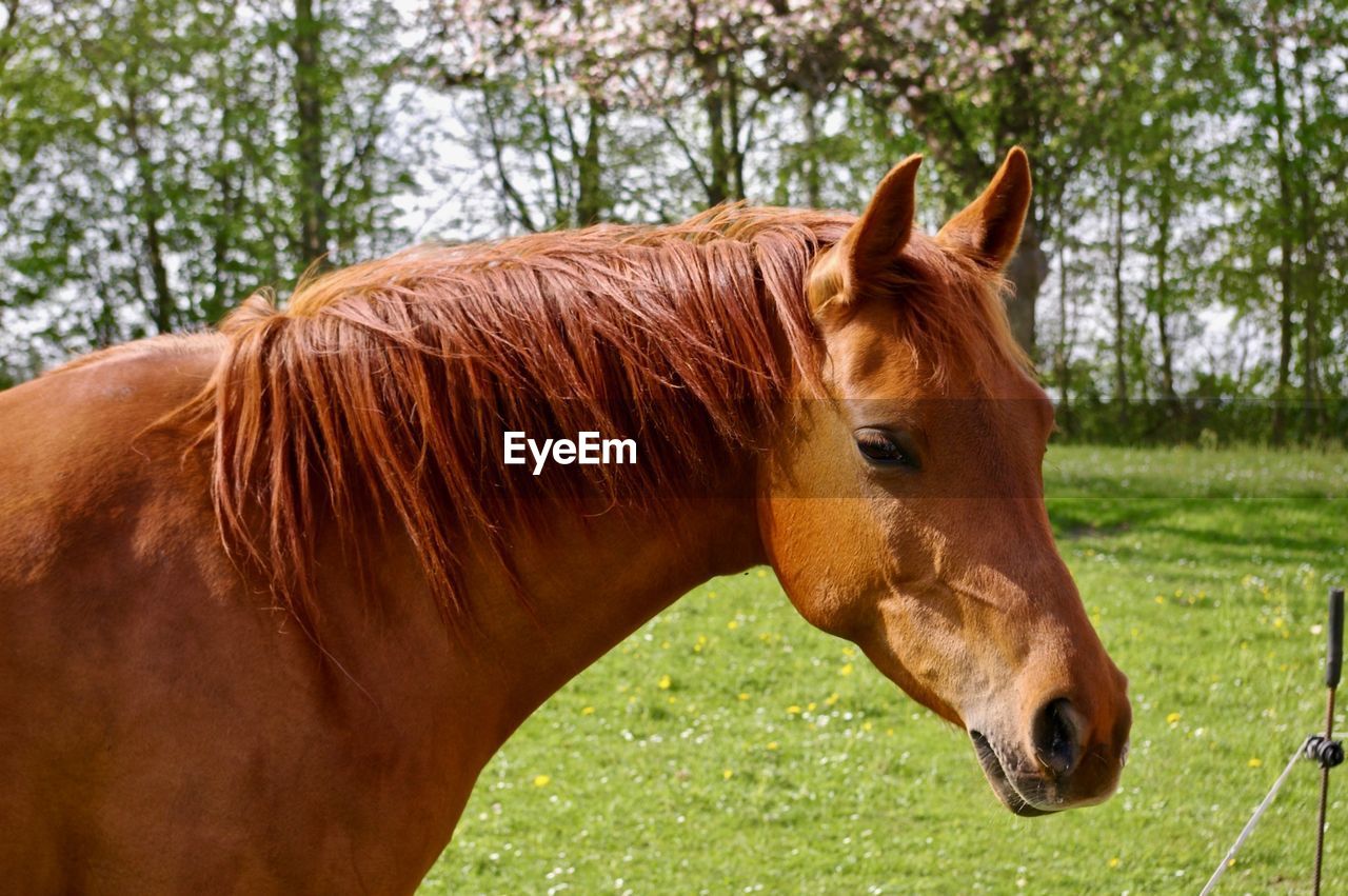 A portrait of a arabian horse on pasture in summertime