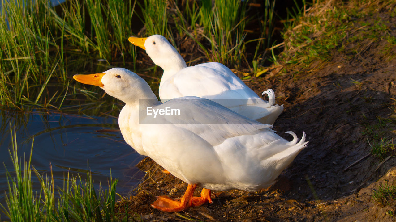 Close-up low level view of aylesbury pekin peking american domestic duck ducks standing on bank