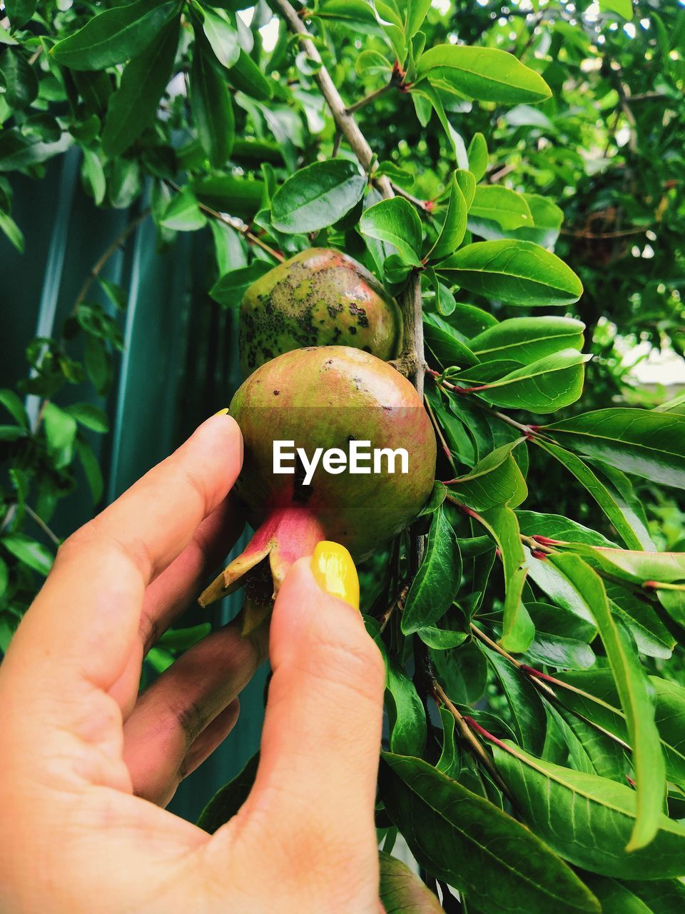 Cropped image of hand holding fruit