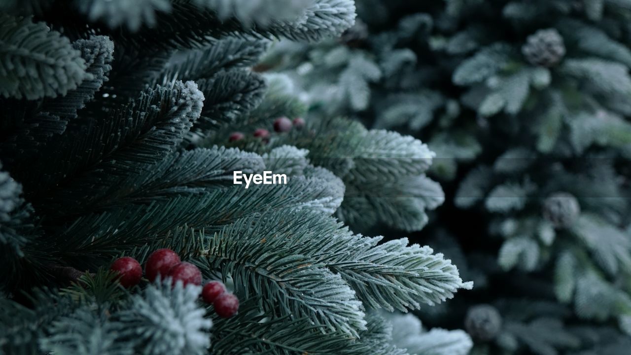 Close-up of snow covered pine tree during christmas