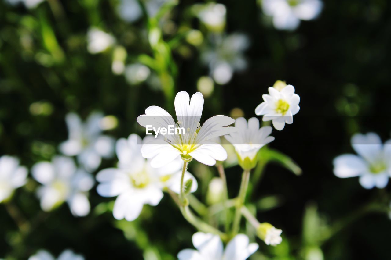 CLOSE-UP OF WHITE FLOWERING PLANTS OUTDOORS