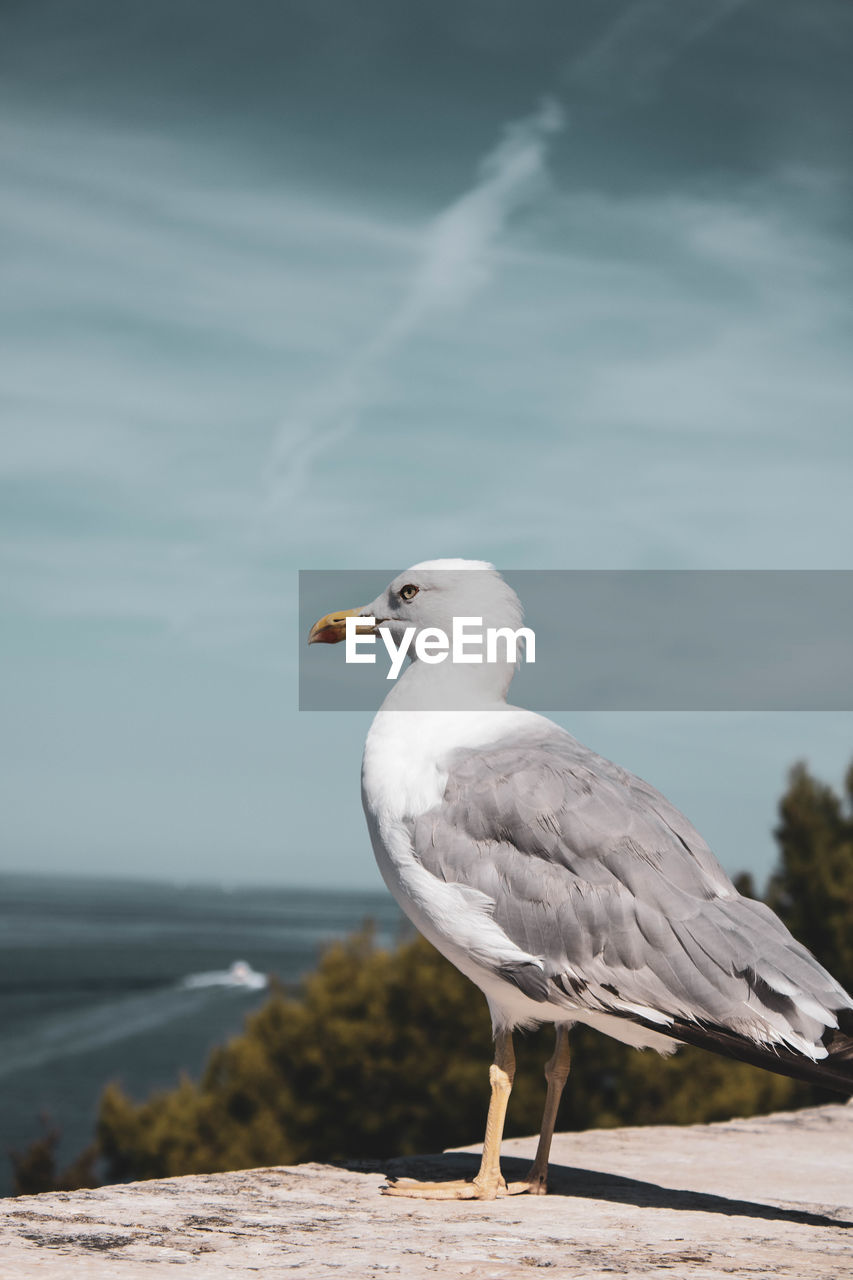 Seagull perching on wood against sea