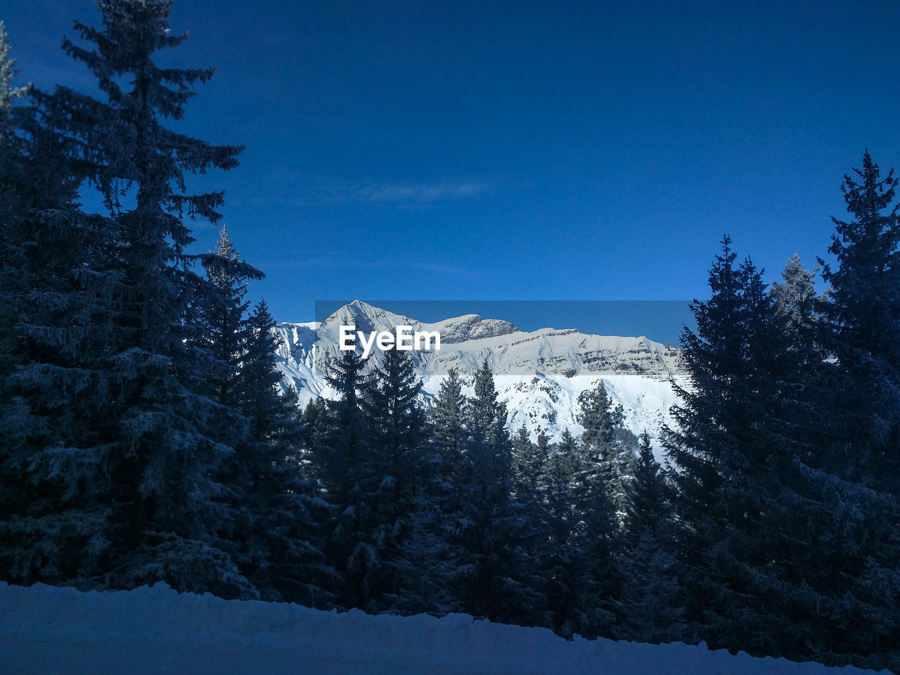 LOW ANGLE VIEW OF TREES ON SNOW COVERED LANDSCAPE