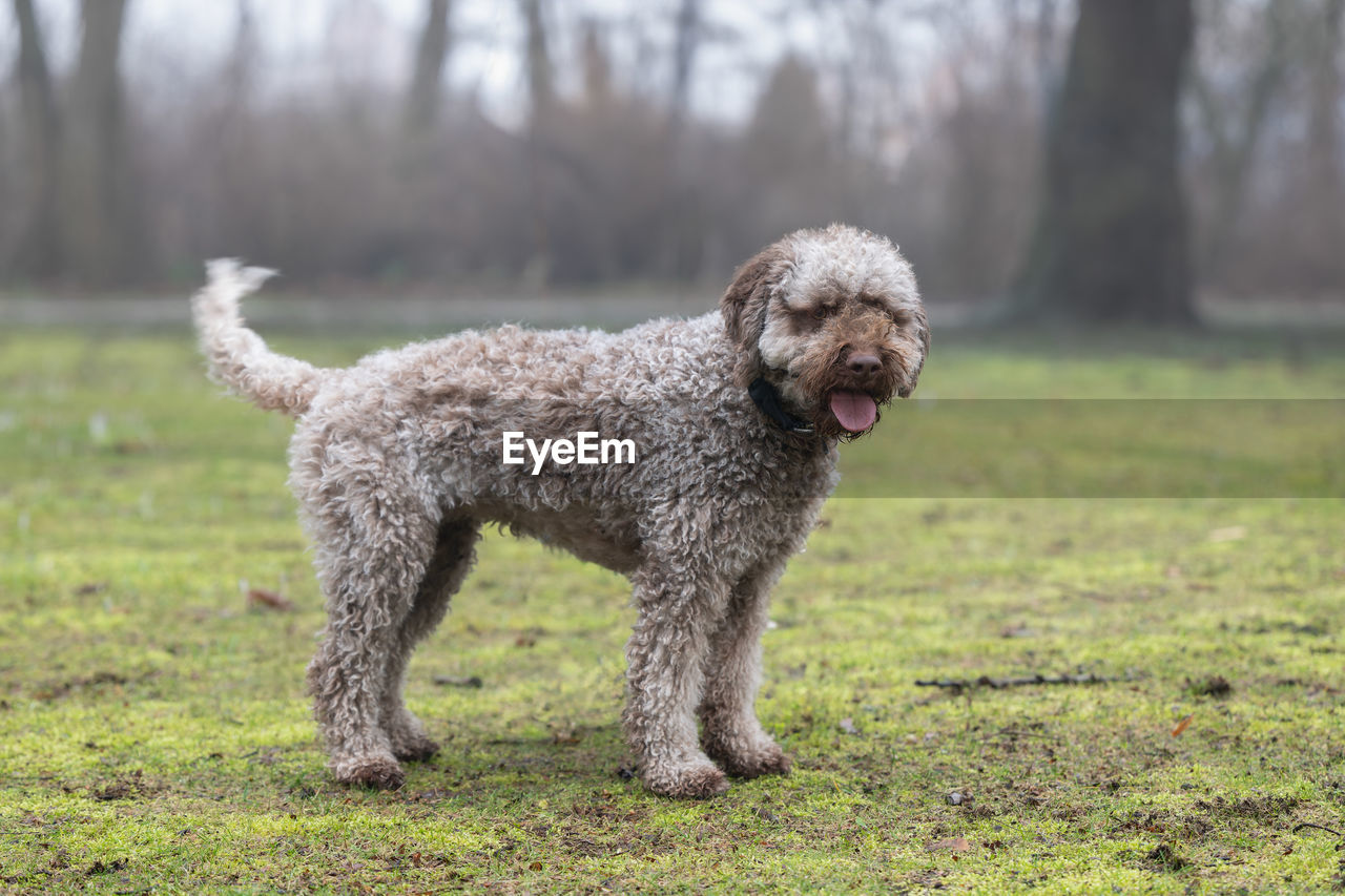 portrait of dogs on field