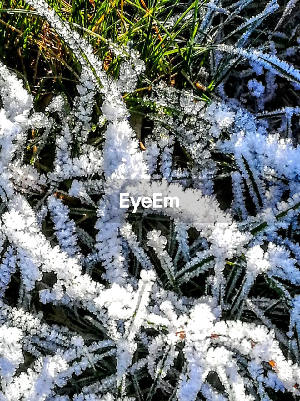 CLOSE-UP OF SNOW ON PLANTS