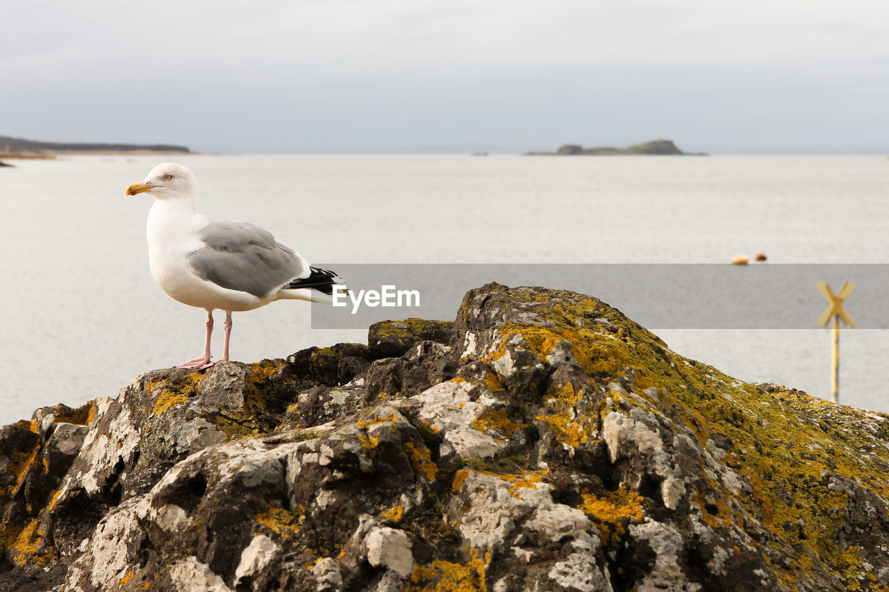 Seagull perching on rock by sea against sky