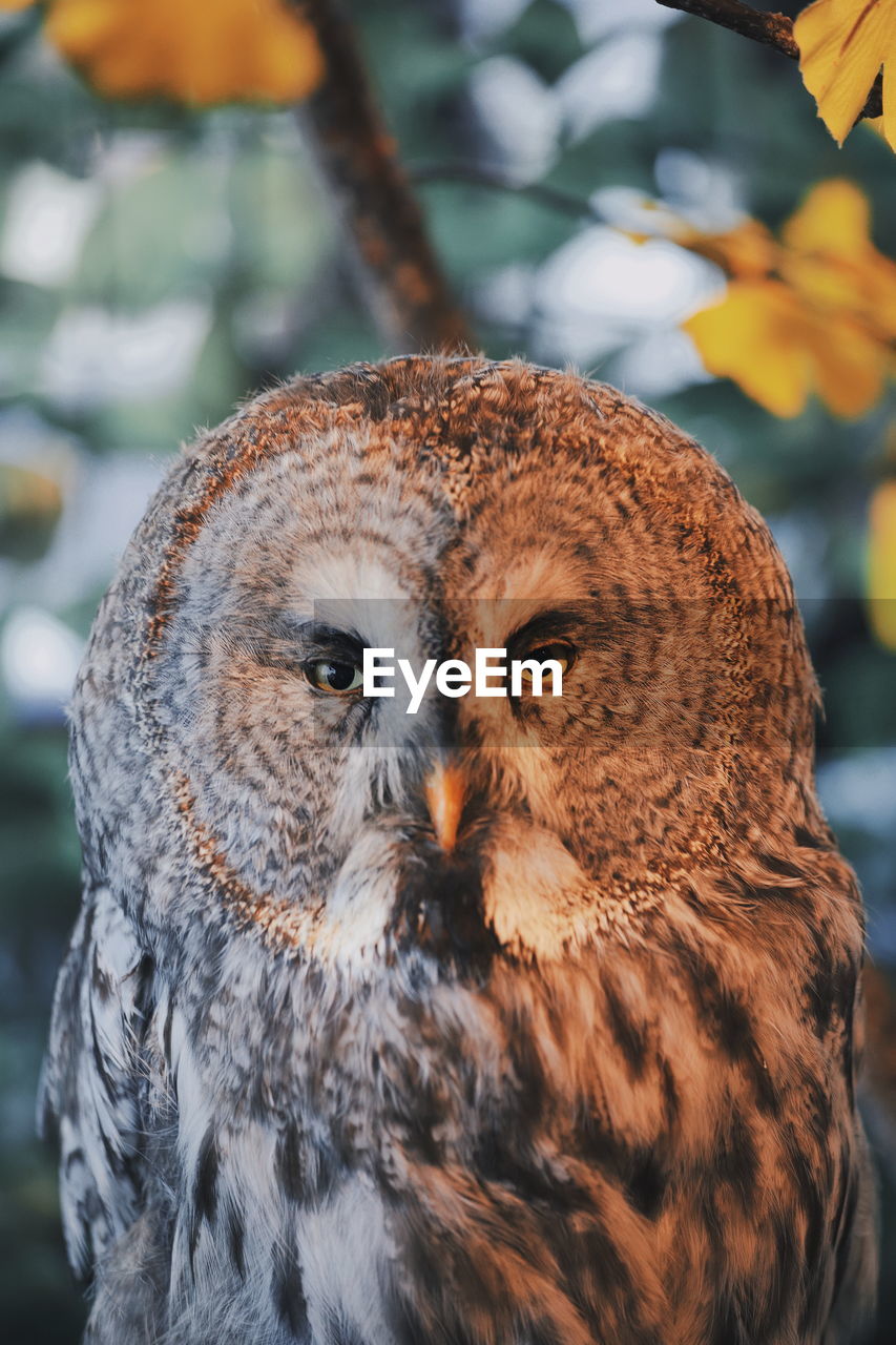 Close-up portrait of owl