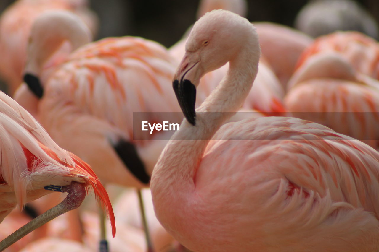 Close-up of flamingo