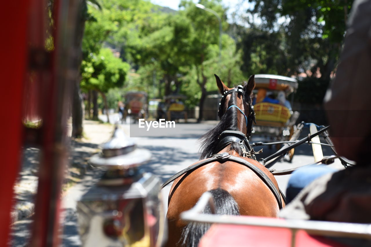 Close-up of horse cart on street