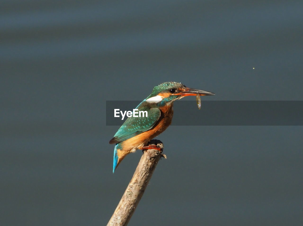 BIRD PERCHING ON A PLANT