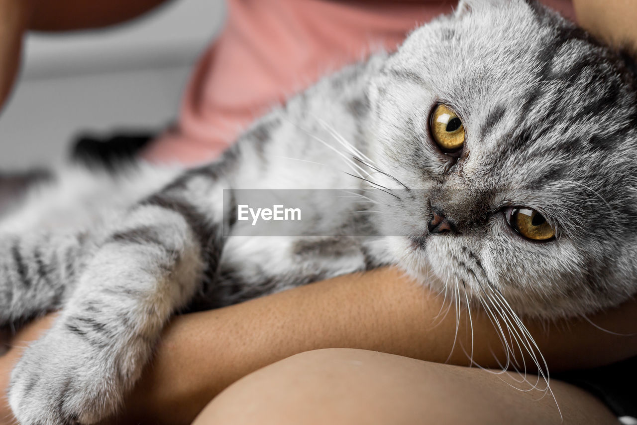 CLOSE-UP OF CAT WITH HAND ON BLANKET