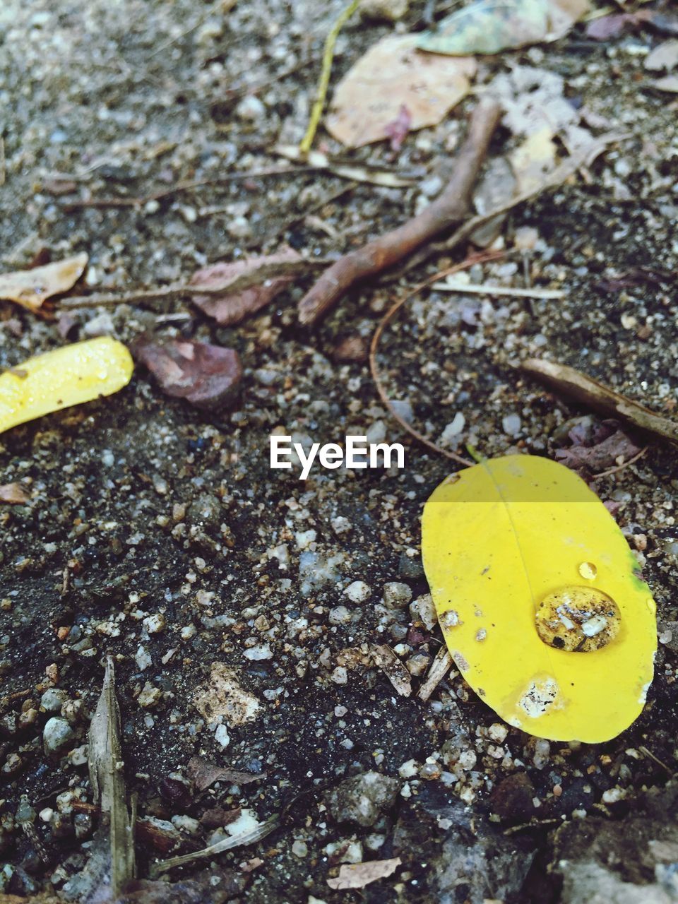 High angle view of water drops on yellow leaf
