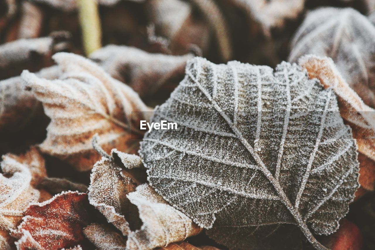 Close-up of dried leaves during winter