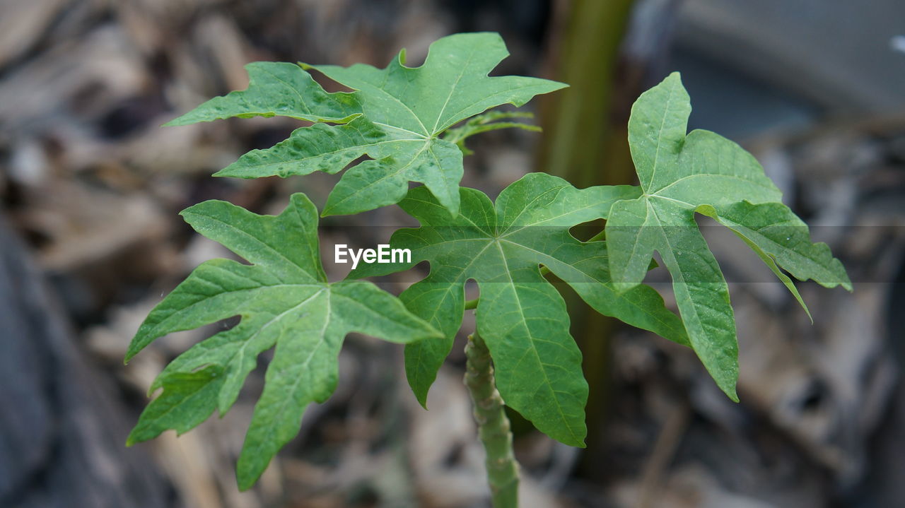 Close-up of green leaves on plant