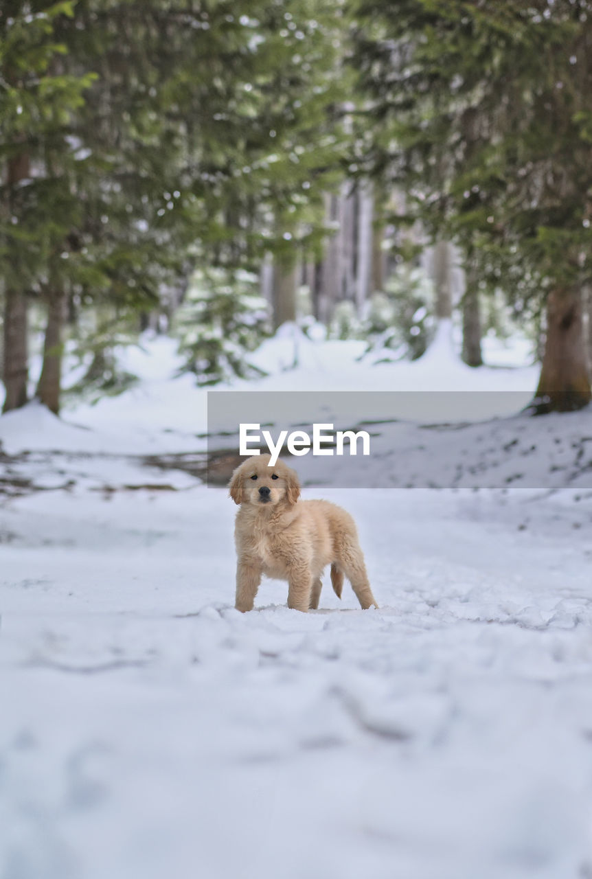 Dog running on snow covered field