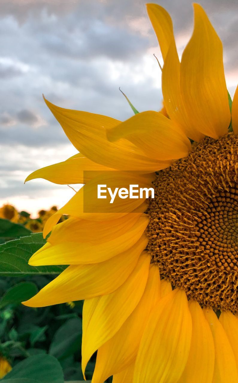Close-up of sunflower