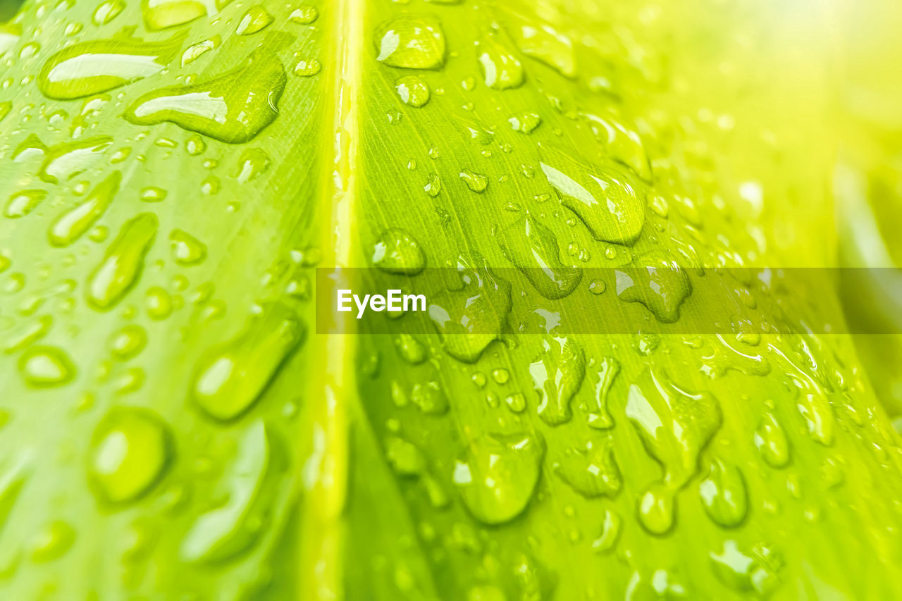 FULL FRAME SHOT OF WET LEAVES