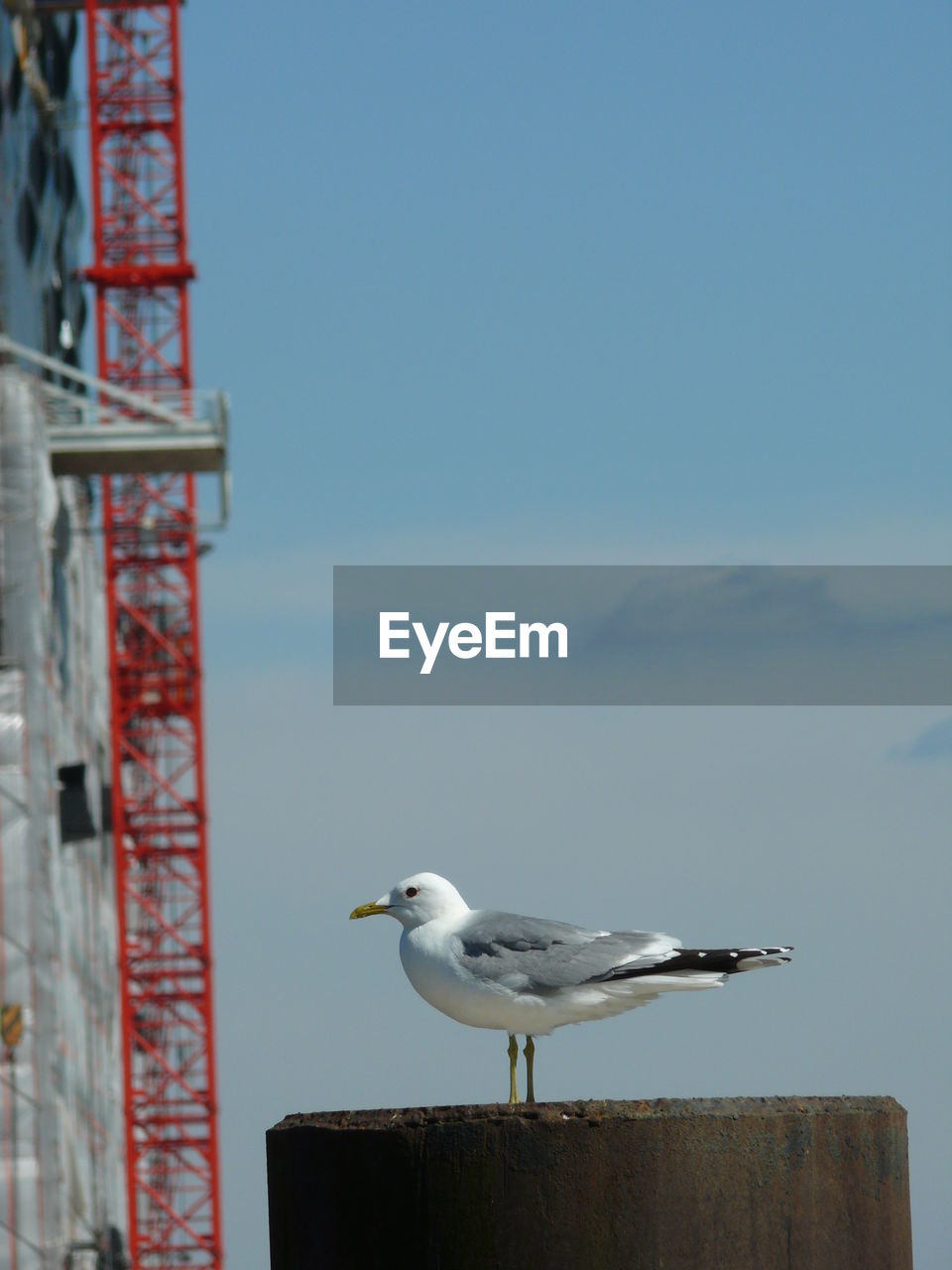 Seagull perching on wood against sky