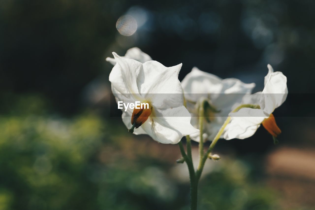 CLOSE-UP OF WHITE FLOWERS BLOOMING OUTDOORS