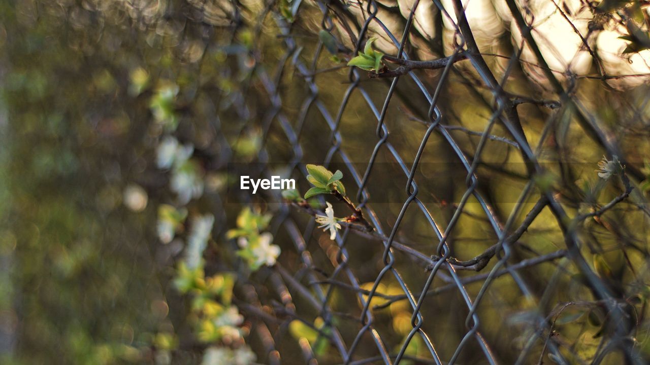 Close-up of plants by fence