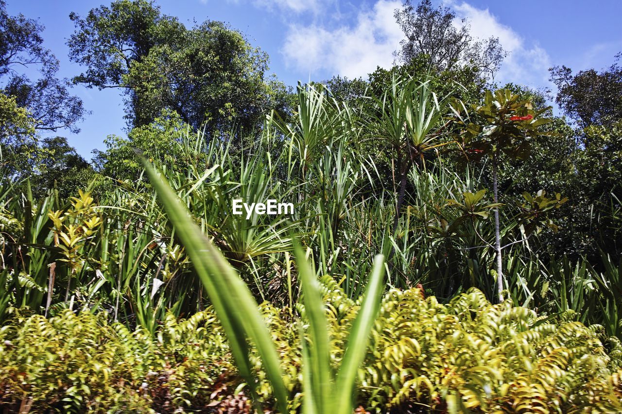 Plants growing on field against sky