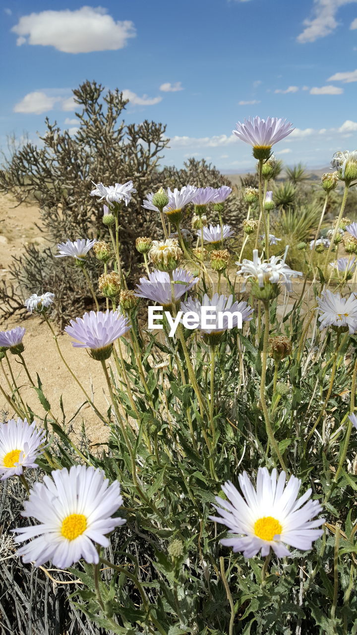 CLOSE-UP OF WHITE DAISY FLOWERS IN FIELD