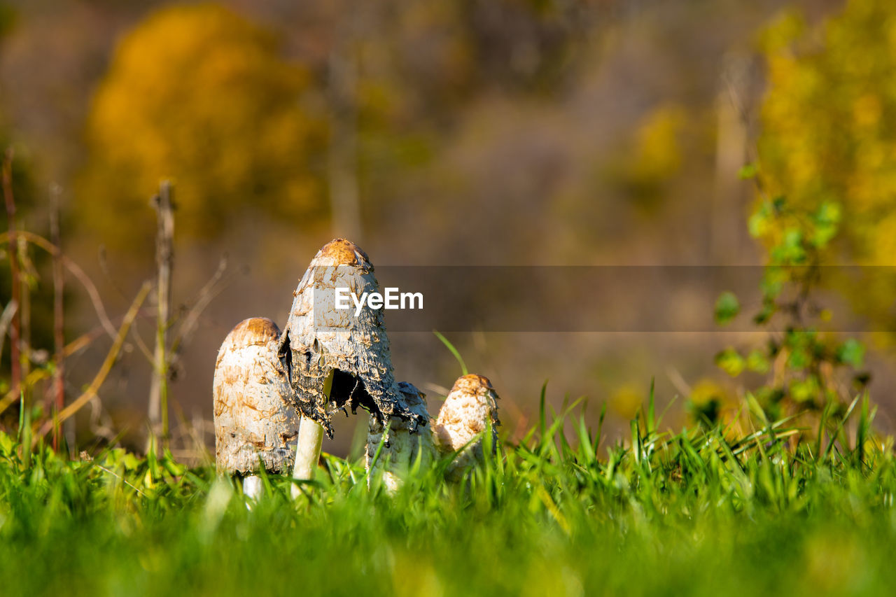 Close-up of mushroom on field