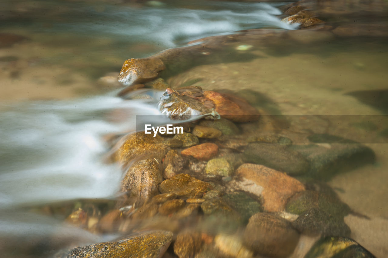 CLOSE-UP OF LIZARD IN SEA