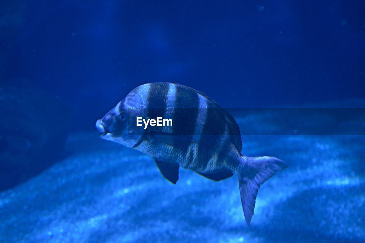 Black striped fish swimming in the ocean, sand, light, lonely