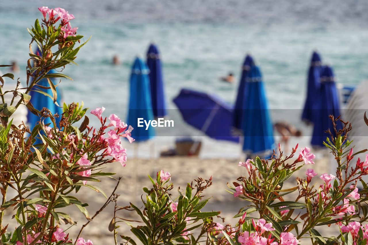 plant, flowering plant, water, flower, nature, beauty in nature, sea, beach, land, no people, focus on foreground, day, tranquility, freshness, travel destinations, scenics - nature, outdoors, nautical vessel, spring, travel, close-up, tranquil scene, sky, pink, holiday