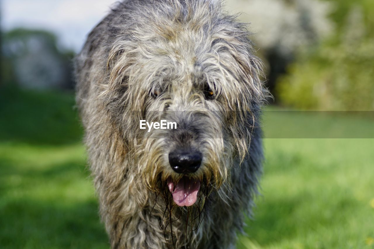 CLOSE-UP OF DOG IN GRASS