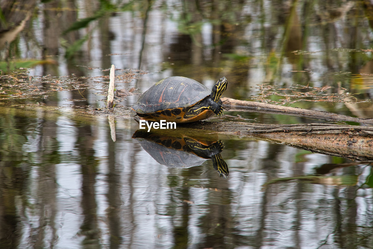 VIEW OF A TURTLE IN LAKE