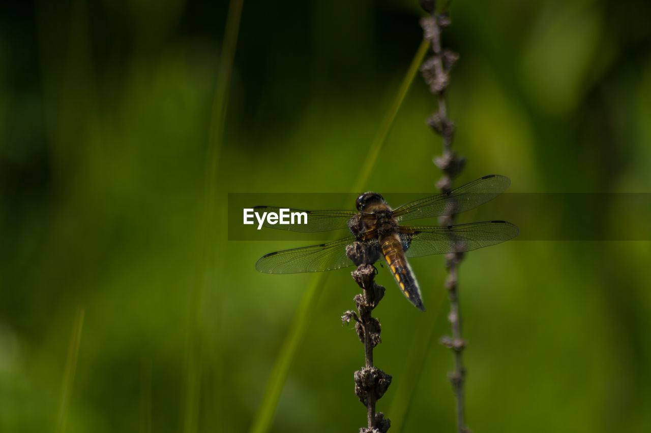 CLOSE-UP OF DAMSELFLY ON STEM