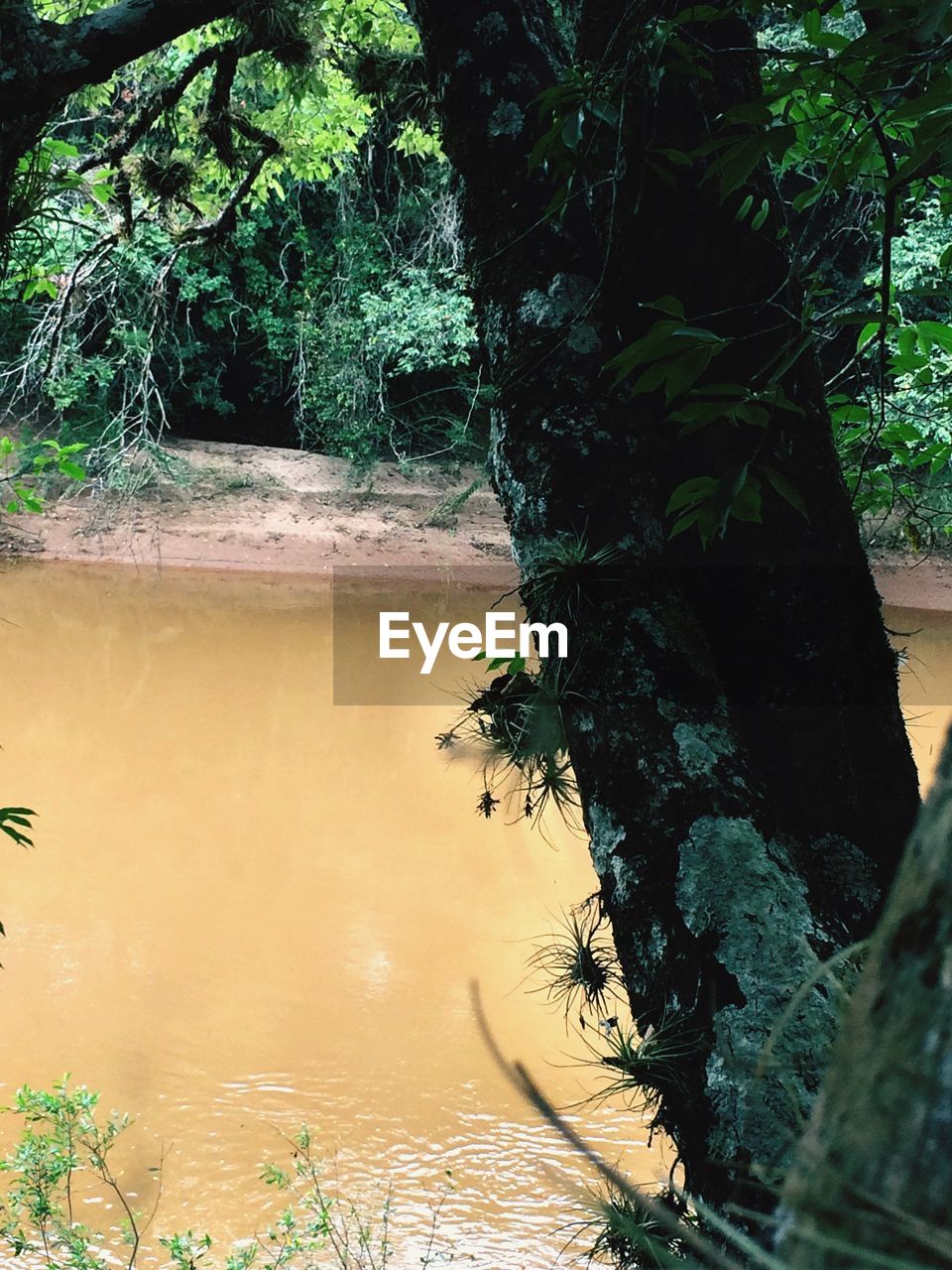 TREE TRUNK BY LAKE