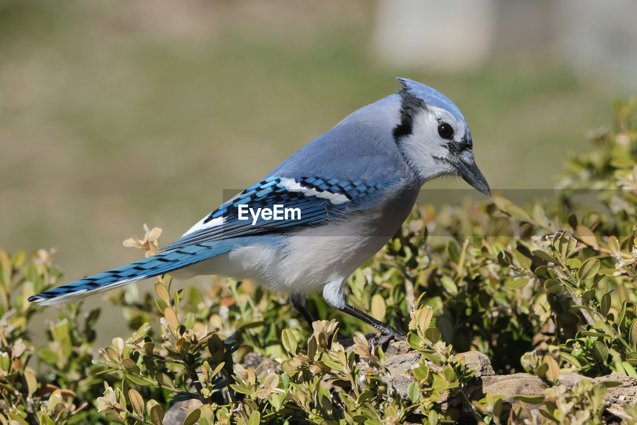 Bluejay perched