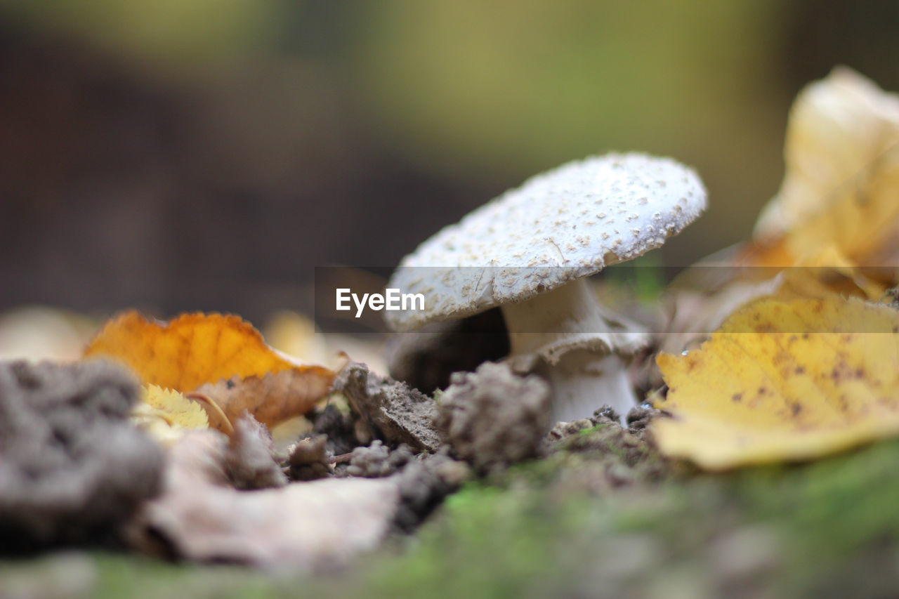 Close-up of mushrooms growing on plant