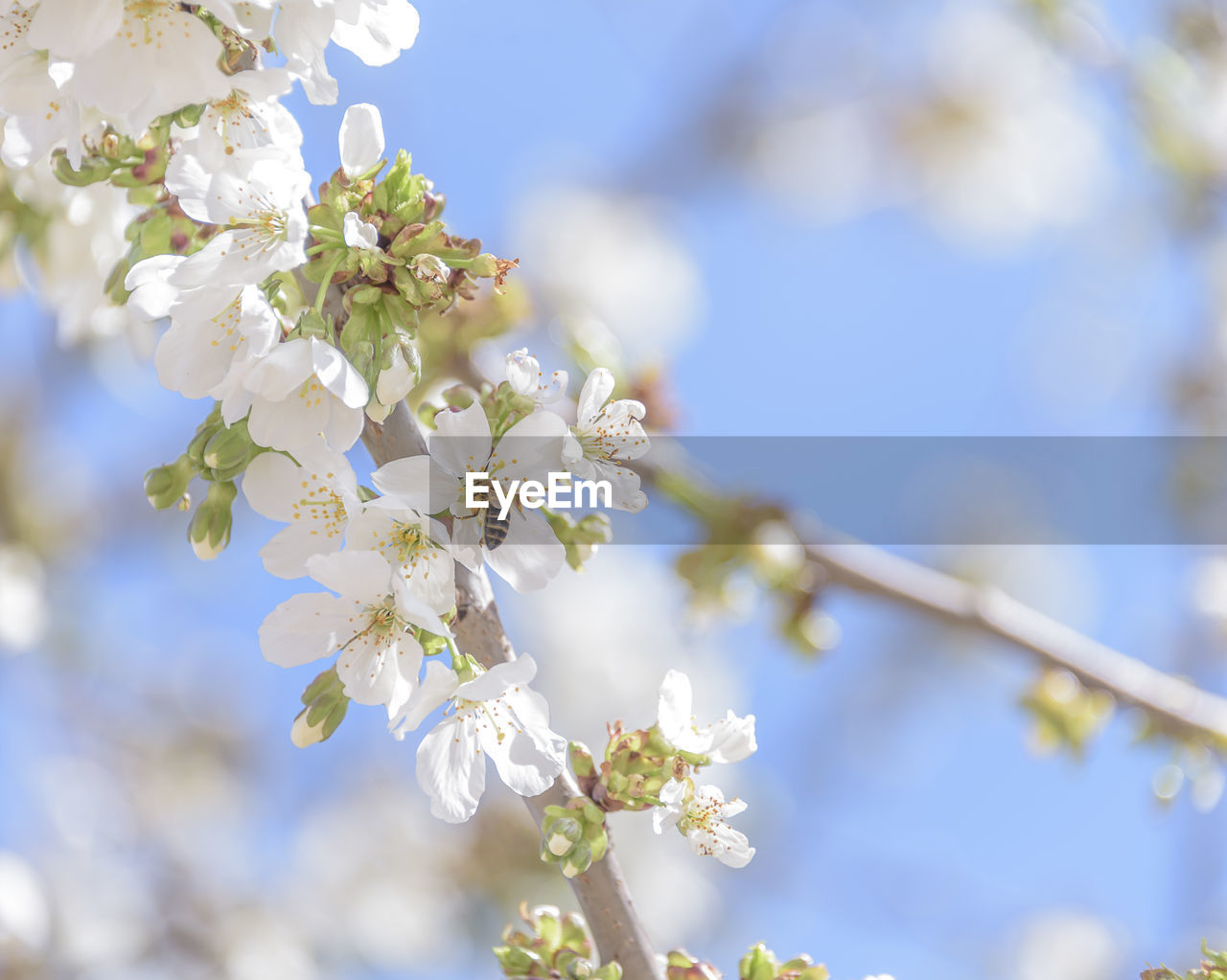 plant, flower, flowering plant, tree, blossom, springtime, freshness, beauty in nature, nature, fragility, growth, branch, spring, produce, close-up, no people, food, macro photography, twig, outdoors, sky, cherry blossom, focus on foreground, white, flower head, selective focus, inflorescence, day, food and drink, blue, sunlight, botany, fruit tree, defocused, petal, low angle view, tranquility, fruit, agriculture, apple tree, backgrounds, cherry tree
