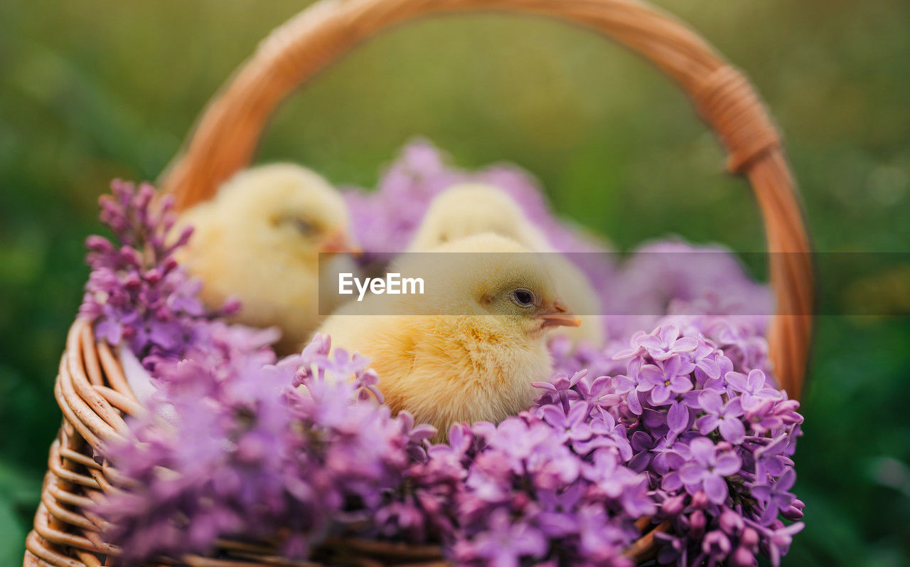 close-up of bird on flower