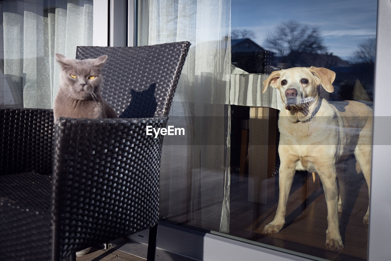 Funny view of two rivals. frowning cat and alertness dog guarding house together.