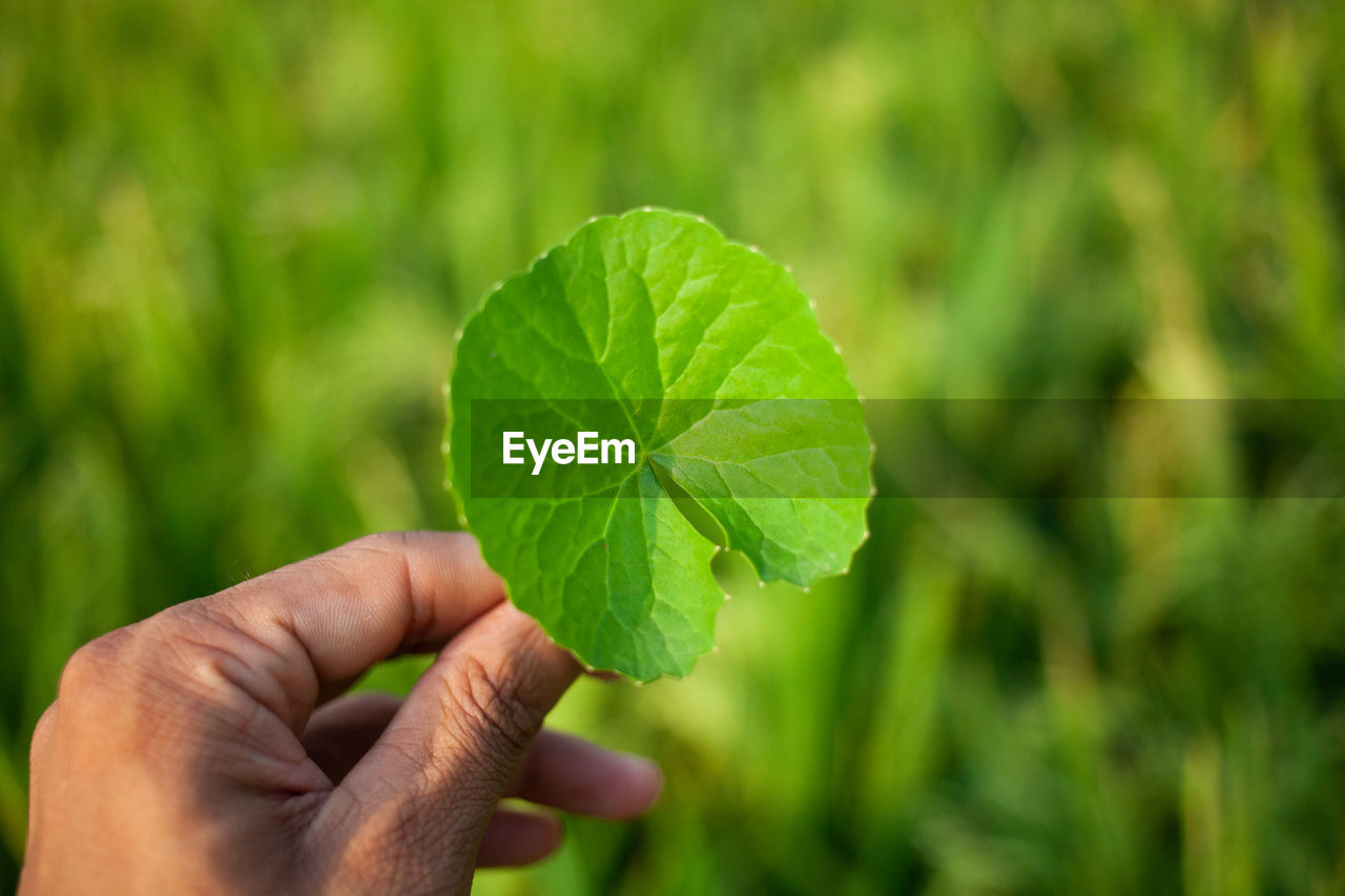 Centella asiatica or indian pennywort is a herbal ayurvedic medicinal plant leaf on a hand