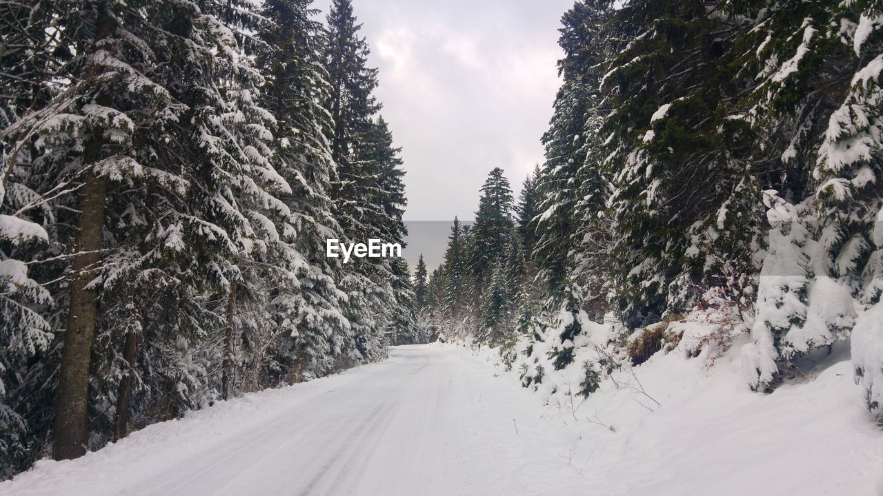 Snow covered road amidst trees against sky