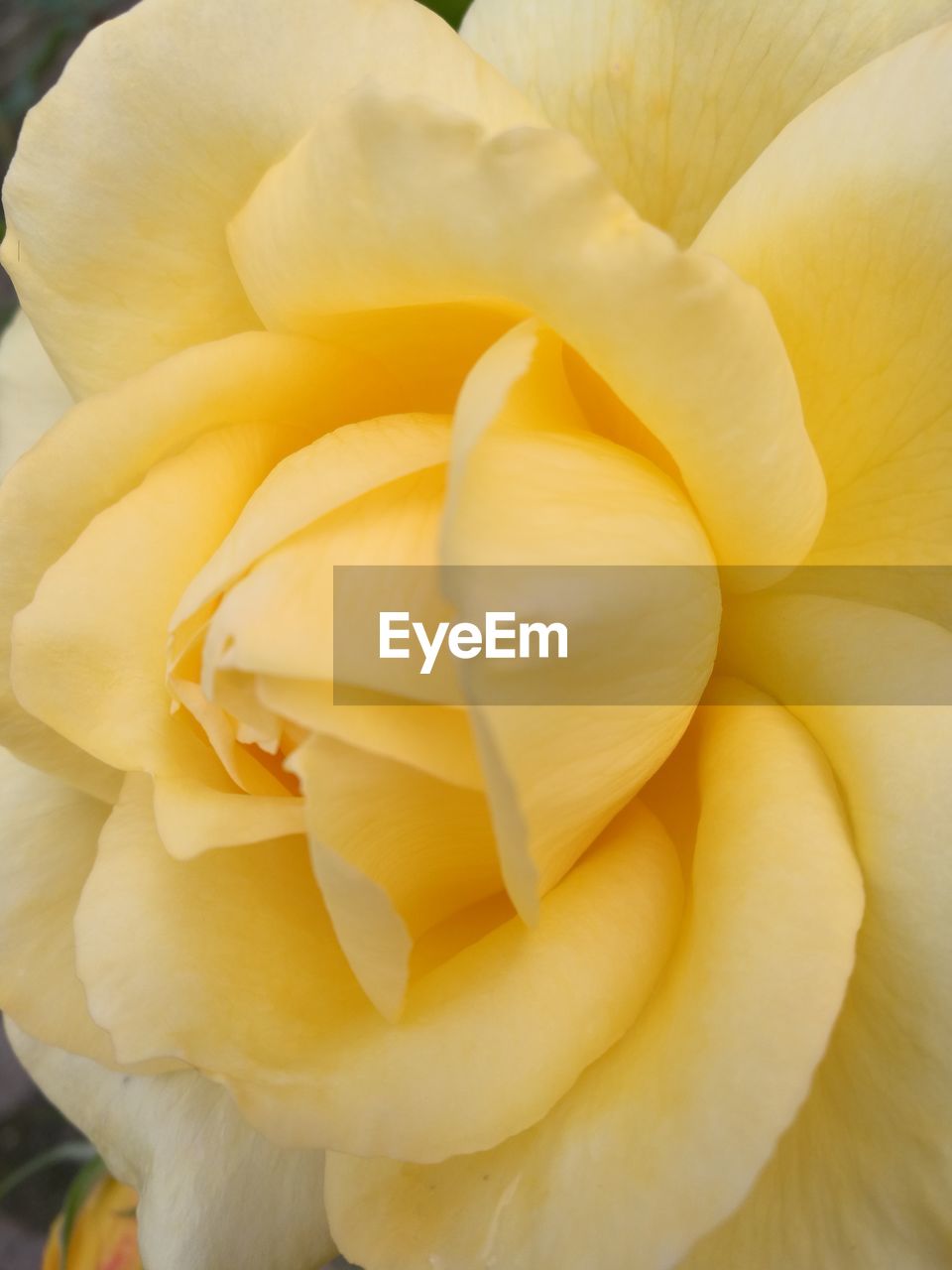 EXTREME CLOSE-UP OF YELLOW FLOWER