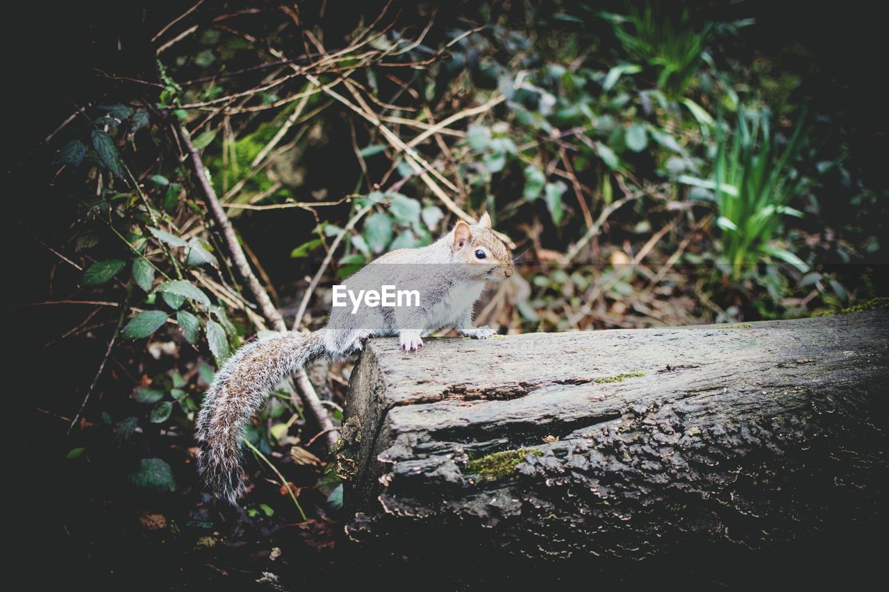 VIEW OF SQUIRREL ON TREE