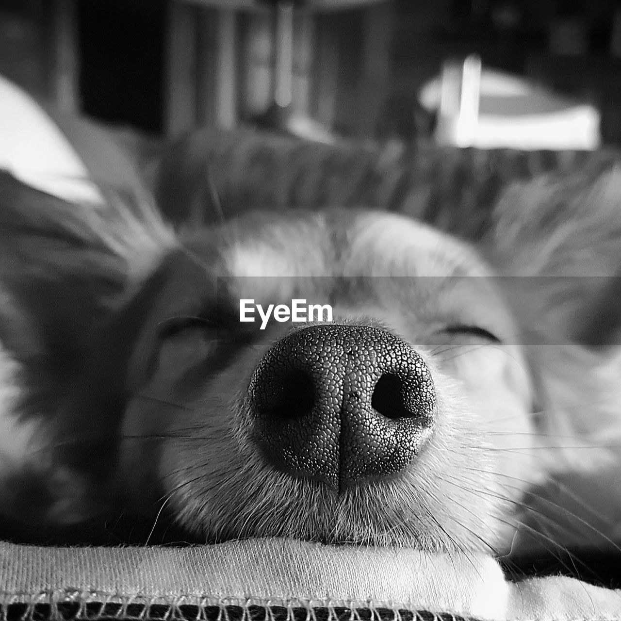 CLOSE-UP PORTRAIT OF DOG OUTDOORS