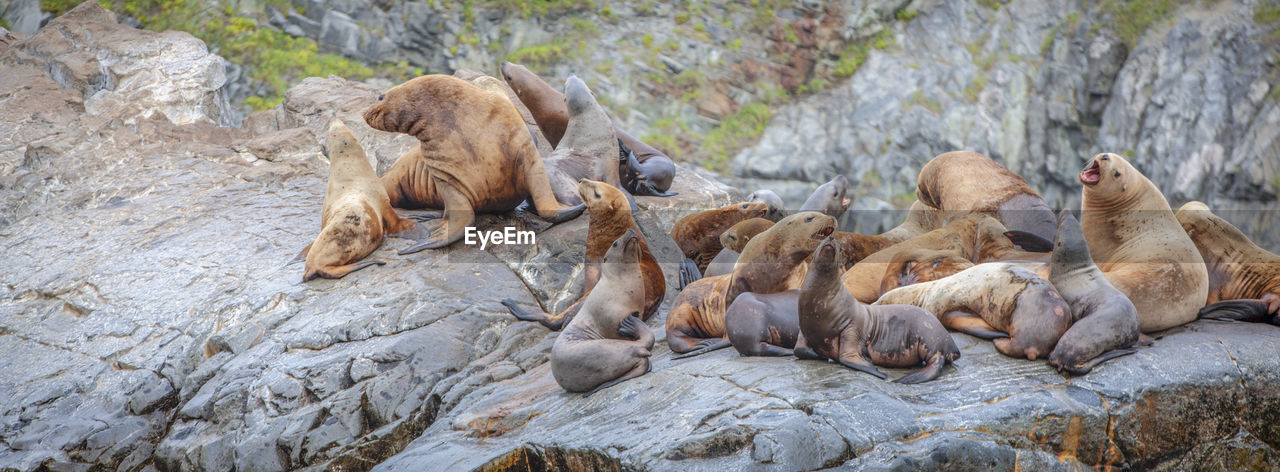 Group of sea lions sit on a rock close to the pacific ocean, kamchatka peninsula