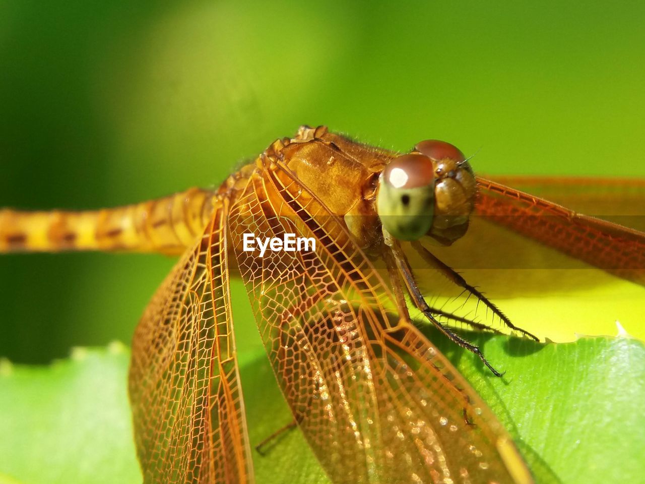 Close-up of dragonfly on leaf